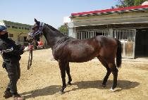 ��´�����Ʈ (RAON THE IMPACT) ����