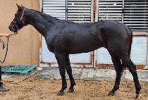 ������ī�� (SUCCESS COW) ����