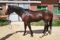 ���ǵ�� (SPEED GOOD) ����