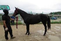 ��ٵ��� (SALVADOR) ����