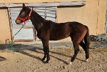 �׷���Ʈ���� (GREAT SENSOR) ����