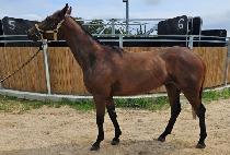 ��ڳ�Ÿ (DAEBAK NANTA) ����