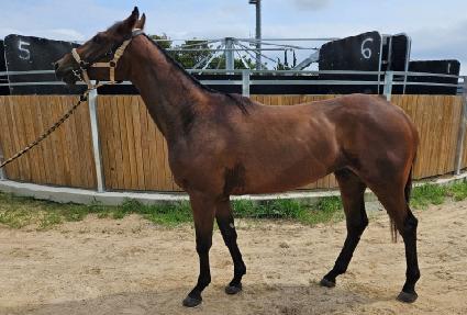 ��ڳ�Ÿ ����