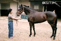 ��ȳ� (GIL AN NAE) ����