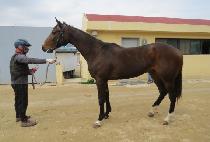 ����Ʈ���� (GHOST GALE) ����