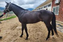 ��彺�� (GOLD SWAN) ����