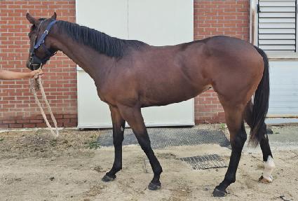 ������ܽ�Ÿ ����