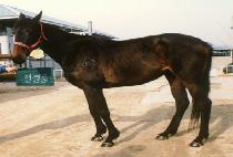 ������ (ANGEL ROOM) ����