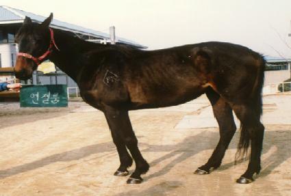 ������ ����