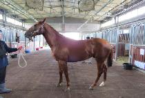 �÷��÷��� (FLASH RAY) ����