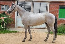 ����Ʈ�� (PERFECT HAN) ����