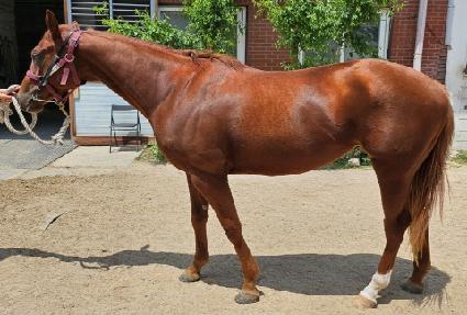 �÷������� ����