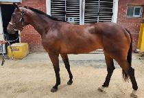 ���� (MAHA) ����