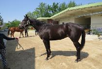 �뼺��Ÿ (DAESEONG STAR) ����