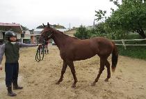 ������ (CHARMING QUEEN) ����