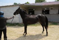 ���񷯽� (DAZZLE RUSH) ����