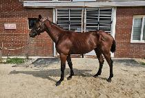 ��Ʈ��Ƽ�� (MOST WANTED) ����