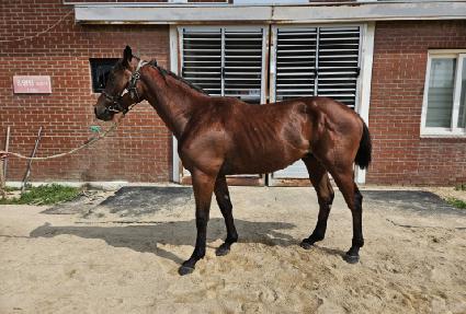 ��Ʈ��Ƽ�� ����