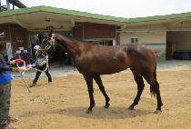 �νñ״Ͼ� (INSIGNIA) ����