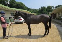 ���̾�Ʈ���� (GIANT BOSS) ����