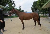 ����Ǯ���̽� (JOYFUL RACE) ����