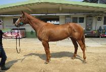 ���ʹ�Ƽũ (STUNNING TEAK) ����