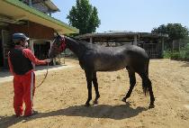 �л�ī�̷� (HAKSAN CAIRO) ����