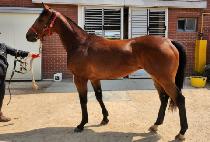 ���� (SHASHA) ����