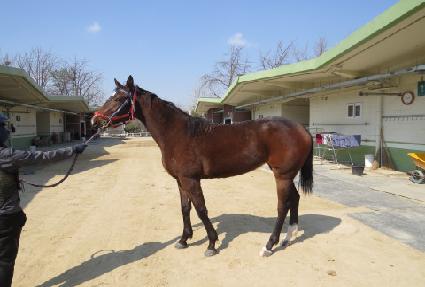 �ȴٹ̷� ����