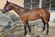 ������ (MOTHER SONG) ����