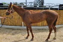 �������� (MOTHER CHUKJE) ����