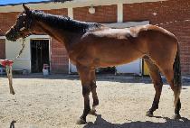 ����ƾ���� (DUSTIN MARINE) ����