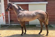 �ö��׷��̽� (FLYING RACE) ����