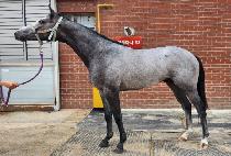 �������� (DAEGIL HERO) ����