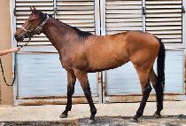 ���ʽ���Ű (WINNERS ROOKIE) ����