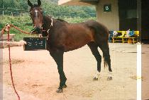 �ʼ�ǰ (PIL SOO PUM) ����