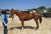 �����̷��� (BLUSHING ROSE) ����