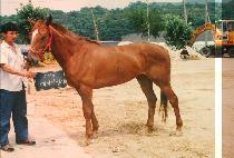 ���̵��� (LADY MELDEE) ����