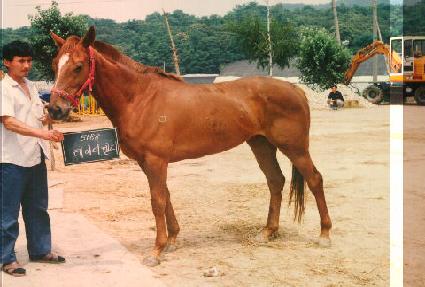 ���̵��� ����