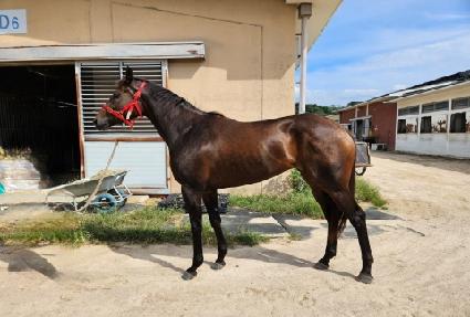 ���̷��� ����