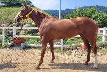 �����ø� (DOCTOR CURLIN) ����