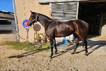 ������ (QUEEN MARGOT) ����