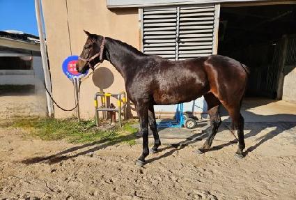 ������ ����