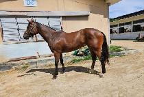 �׷���Ʈ��Ű (GREAT LUCKY) ����