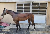 �����̴��̰� (B.K DANCING GIRL) ����