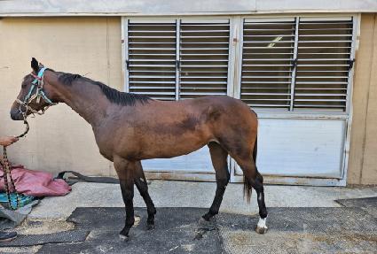 �����̴��̰� ����