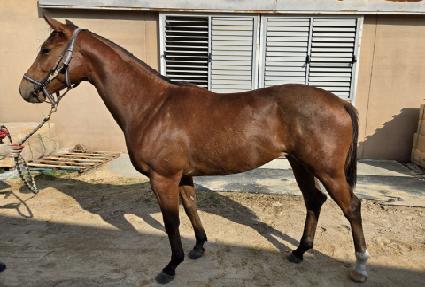 ���ָ�è�� ����