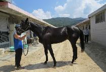 û����Į (CHEONGRYONGUI CAL) ����