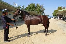 �������� (DOUBLE NINE) ����