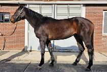 ������� (SEN FORD GIRL) ����